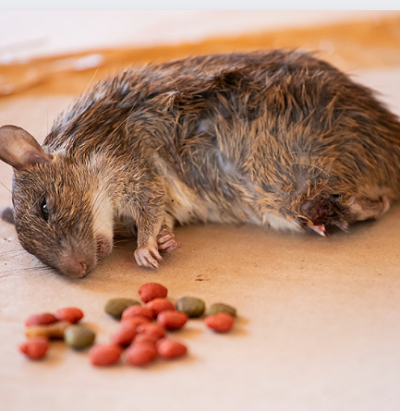 How to Kill Rats - Does Poison Work?