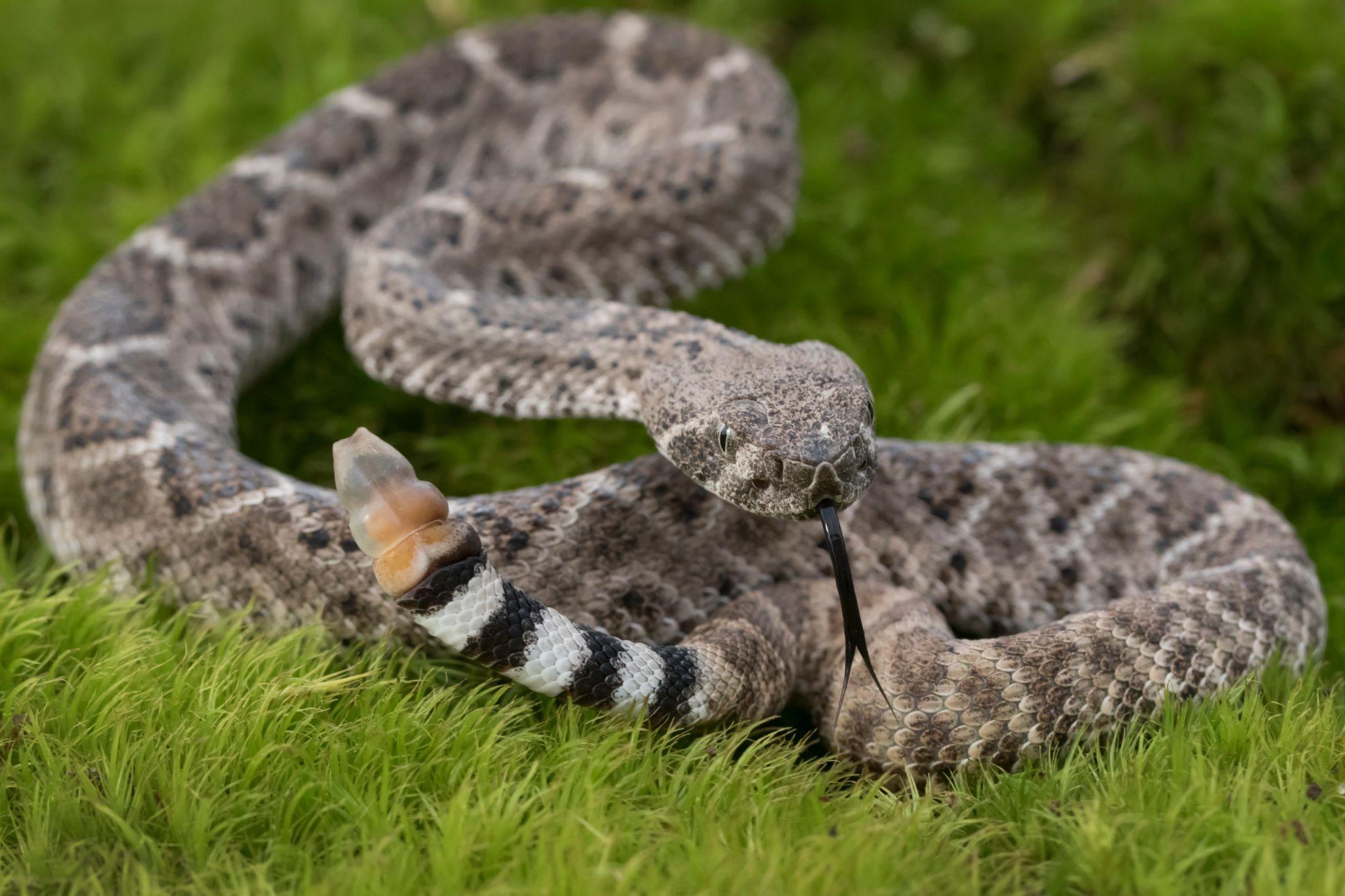 Western rattlesnake