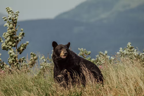 black bear