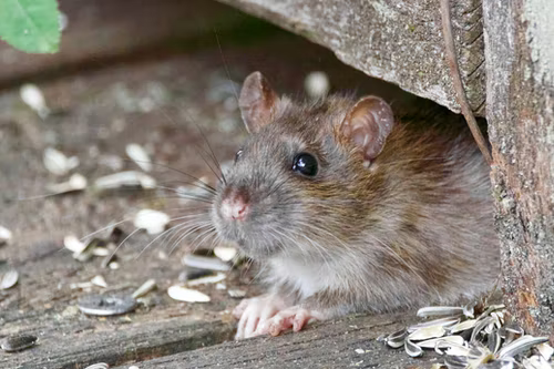 Close up of a wild Brown Rat