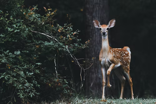 Red deer in forest