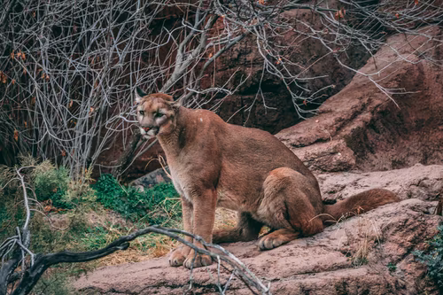 mountain lion