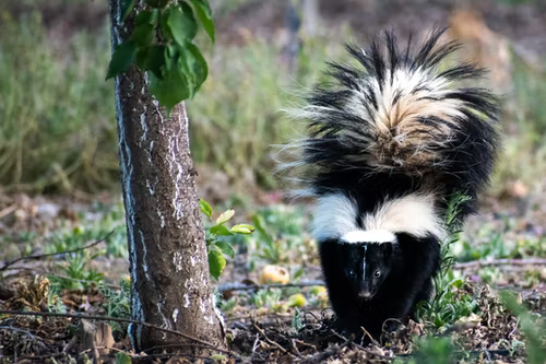 young skunk