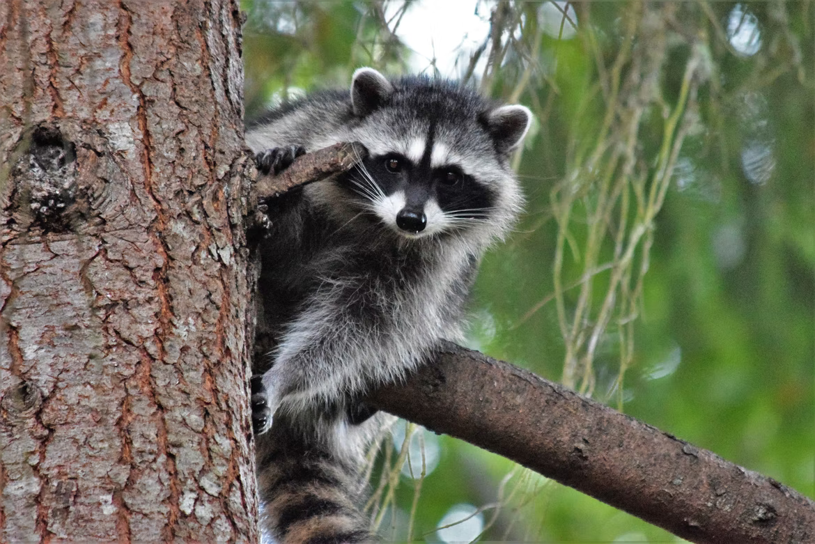 raccoon in a tree