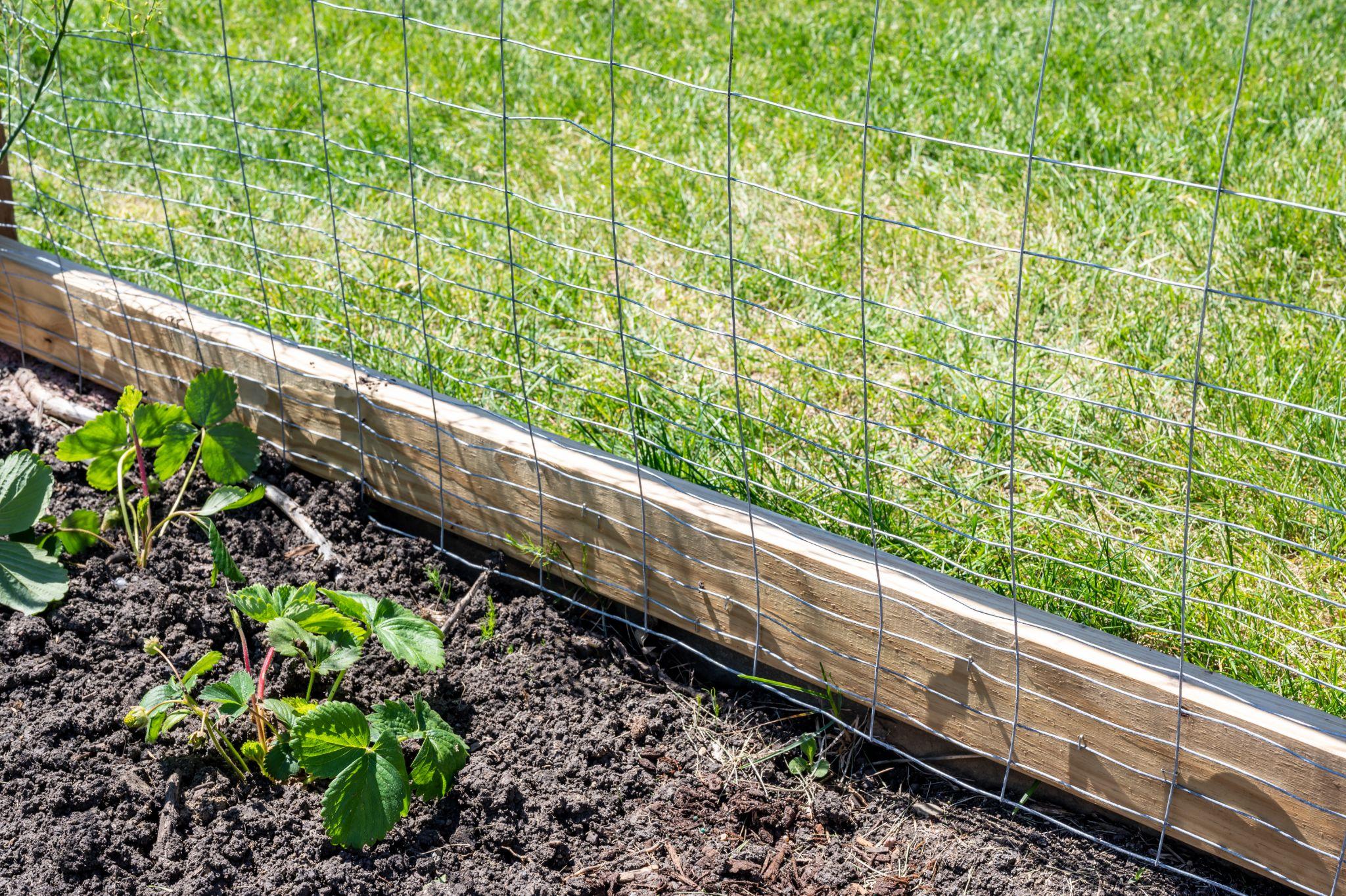 Garden with wire fencing to keep out Raccoons