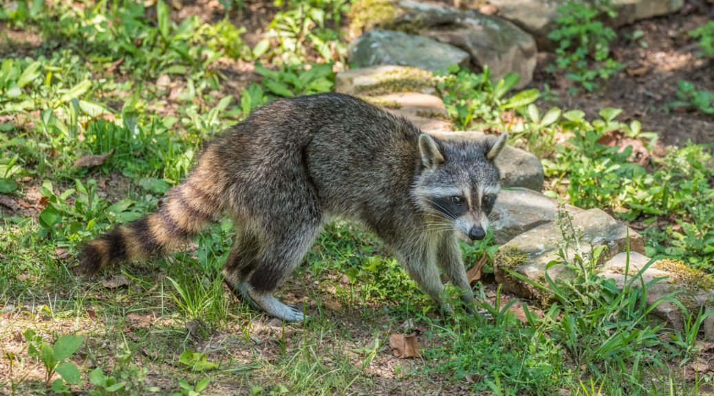 Raccoon looking for food