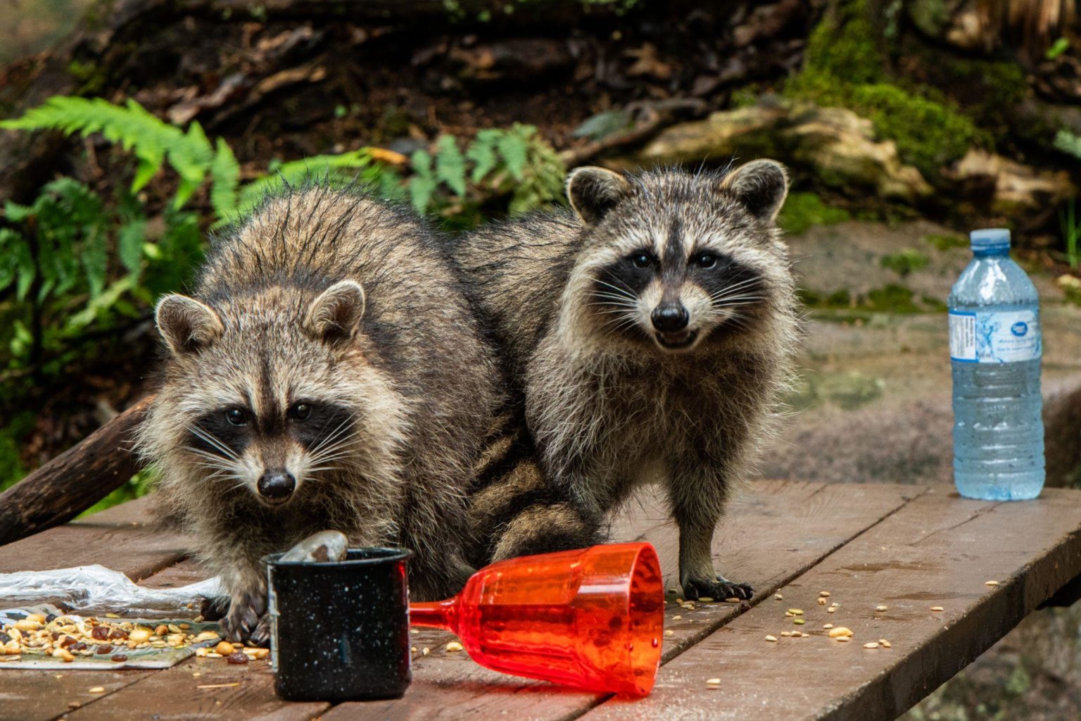 Raccoons in Your Garden? Keep Them Out in 4 Easy Steps Animal Capture Wildlife Control