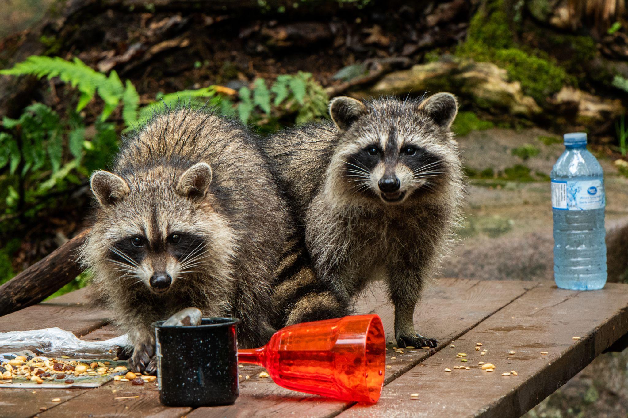 Two racoons on wooden picnic table eating scraps Killarney