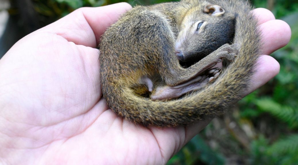 Injured yellow-brown fur squirrel in veterinarian's hand on blurred background.