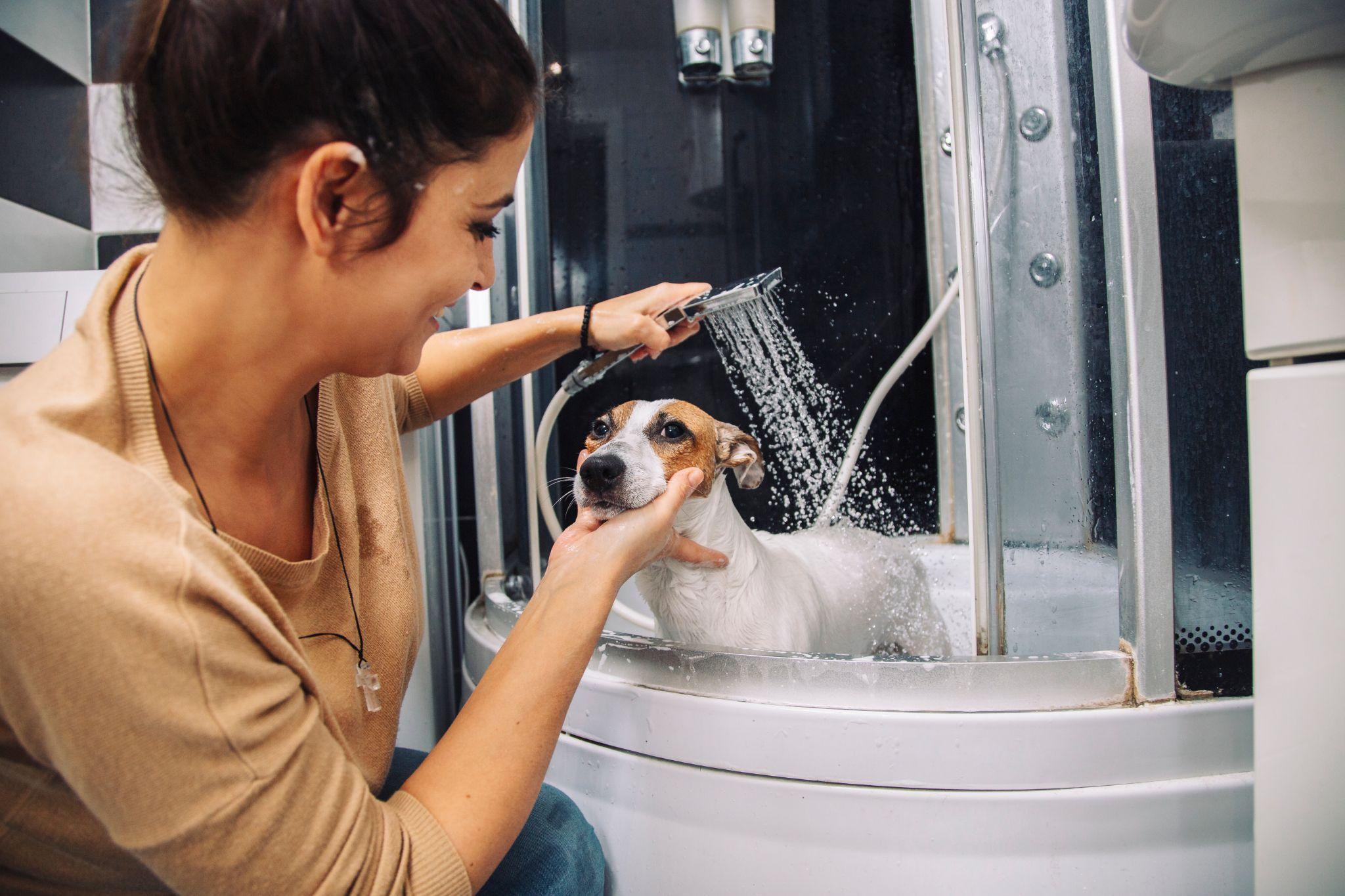 Jack russell terrier dog having a bath