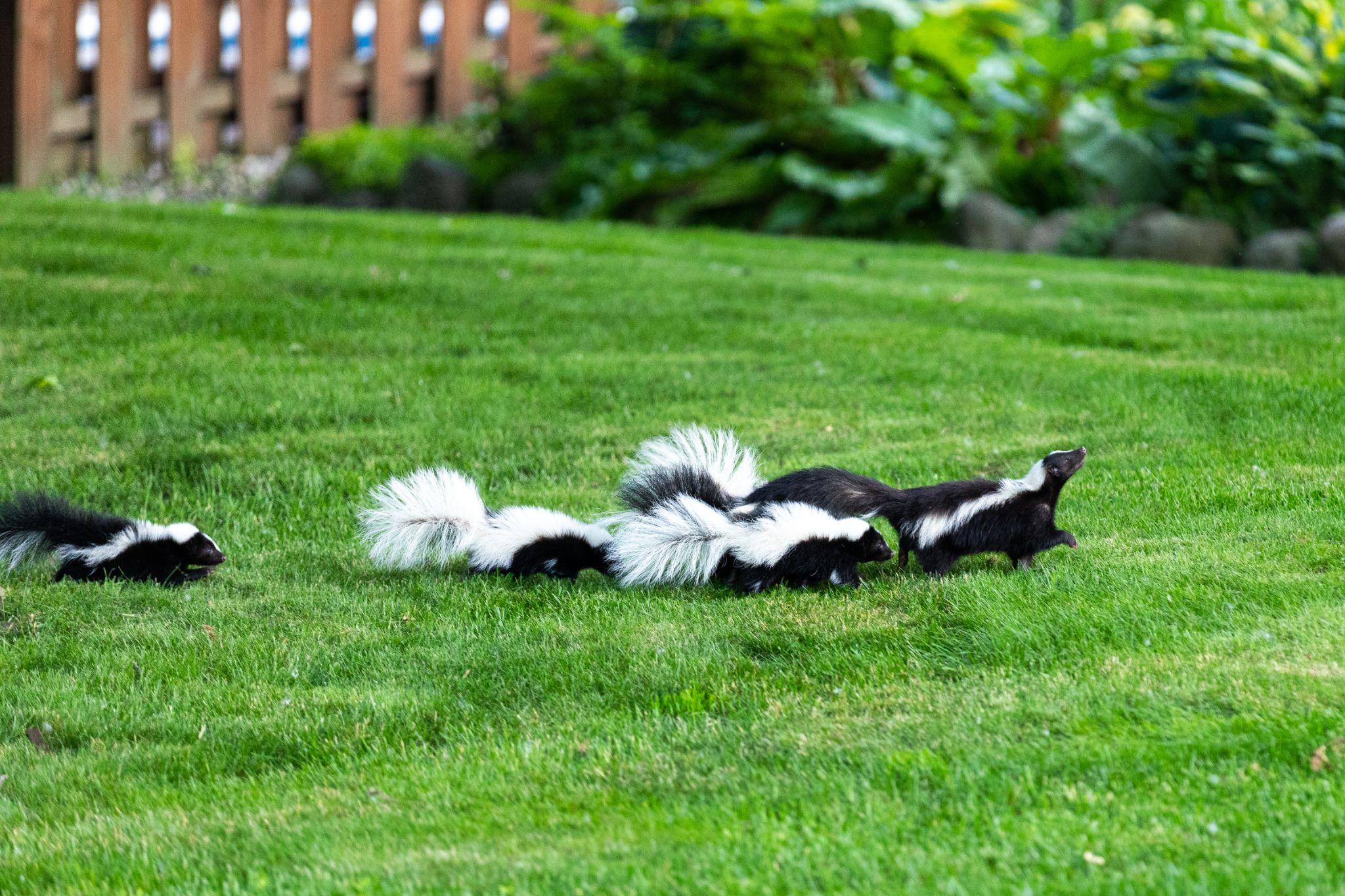 Mother skunk with babies