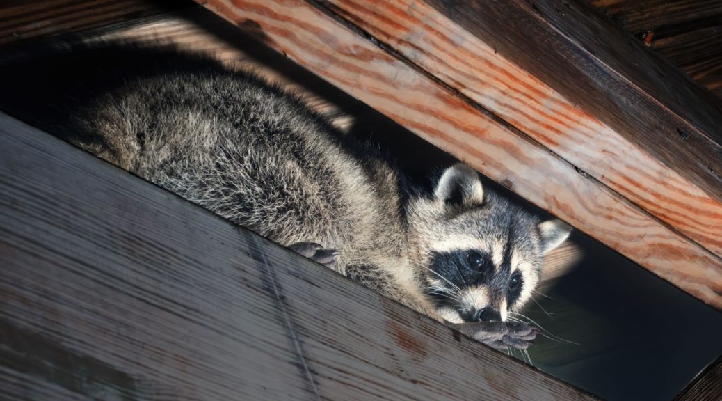 American raccoon climbed into the attic of a house