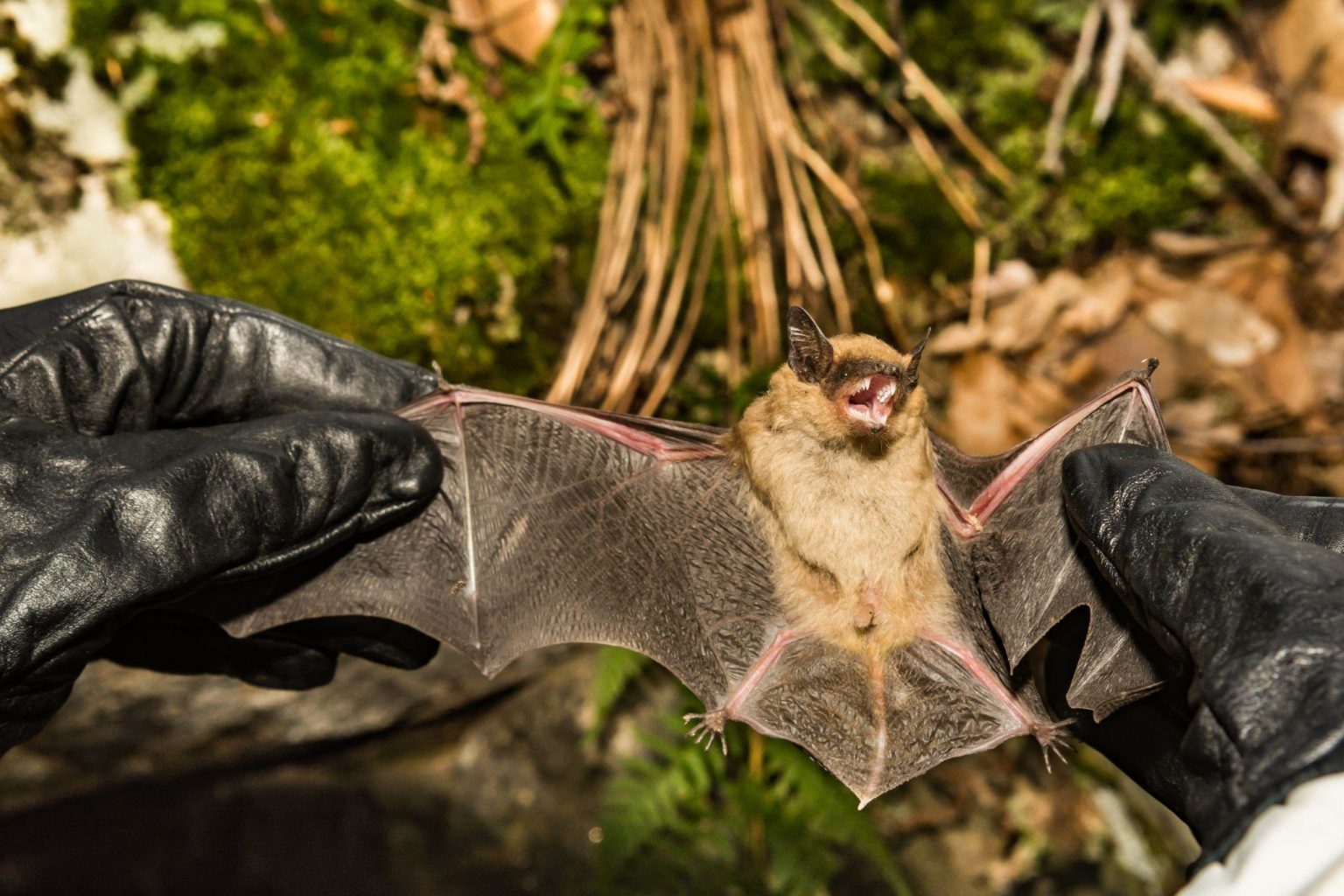 Common Diseases Carried by Bats Animal Capture Wildlife Control