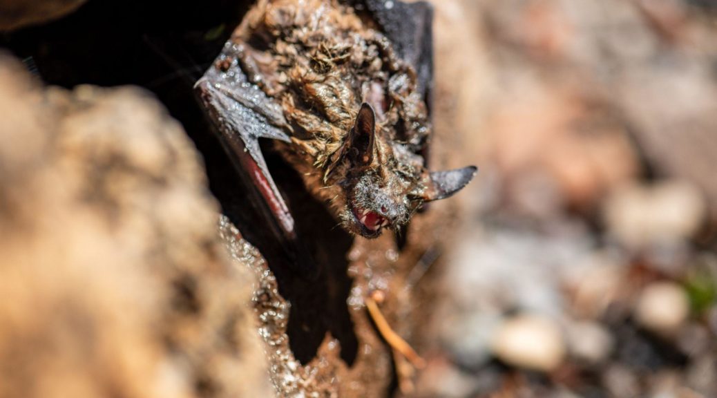 Bat on rocks