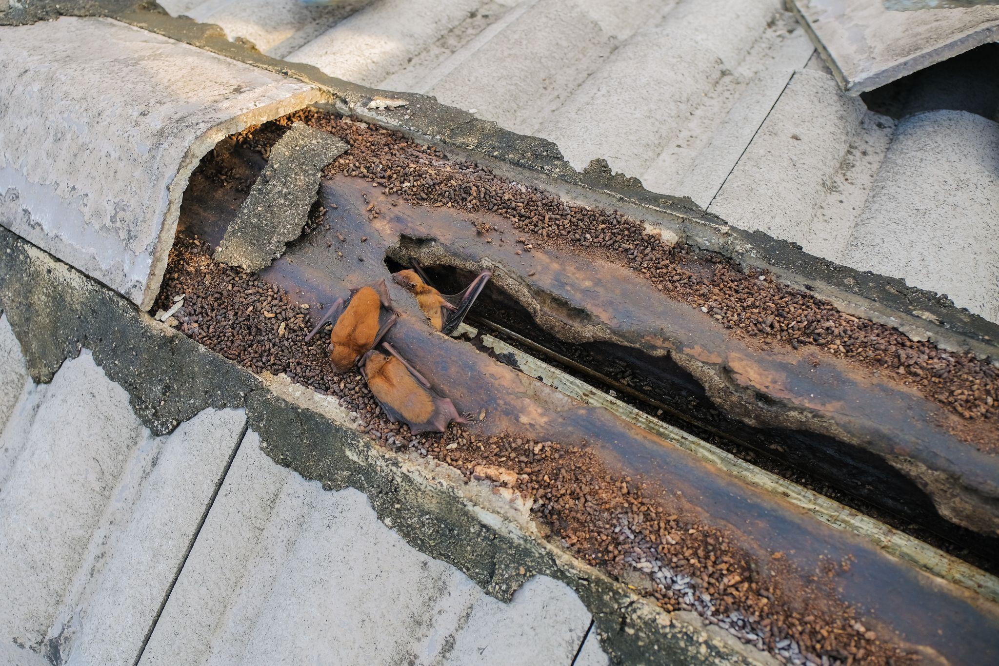 Bats make nests under the cover of the roof rafters of residential houses