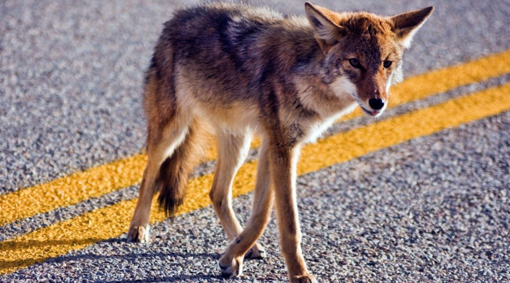 Coyote crossing road