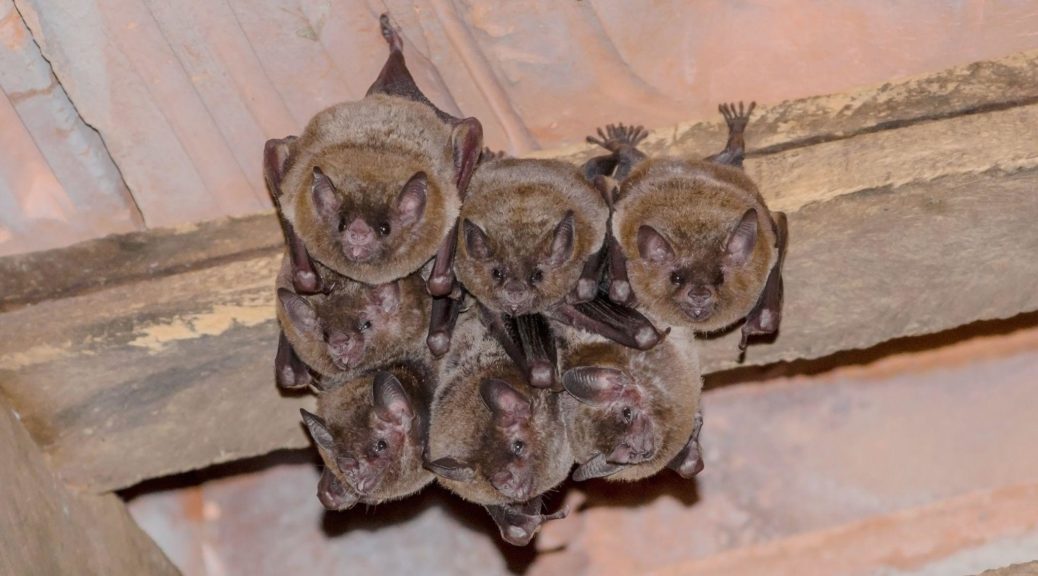 Bats hanging from ceiling