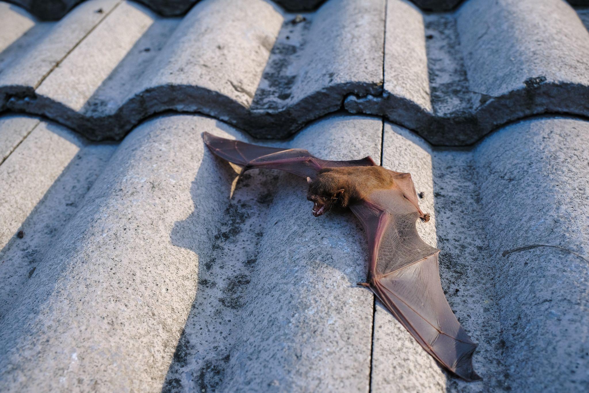 Bat laying on roof