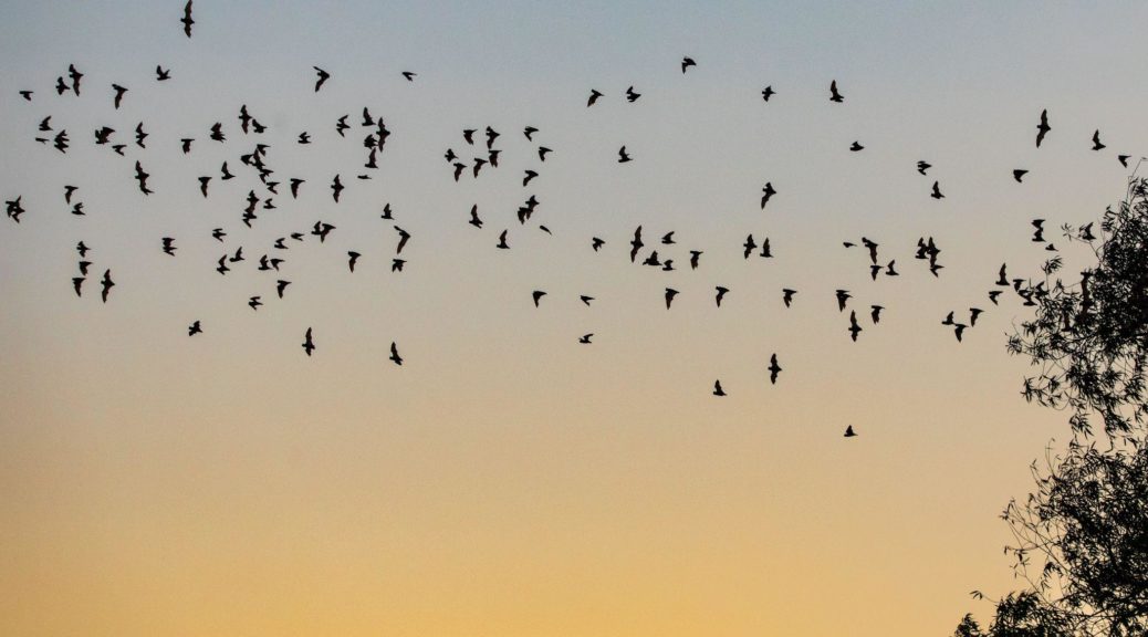 Group of bats flying in the sky by a sunset