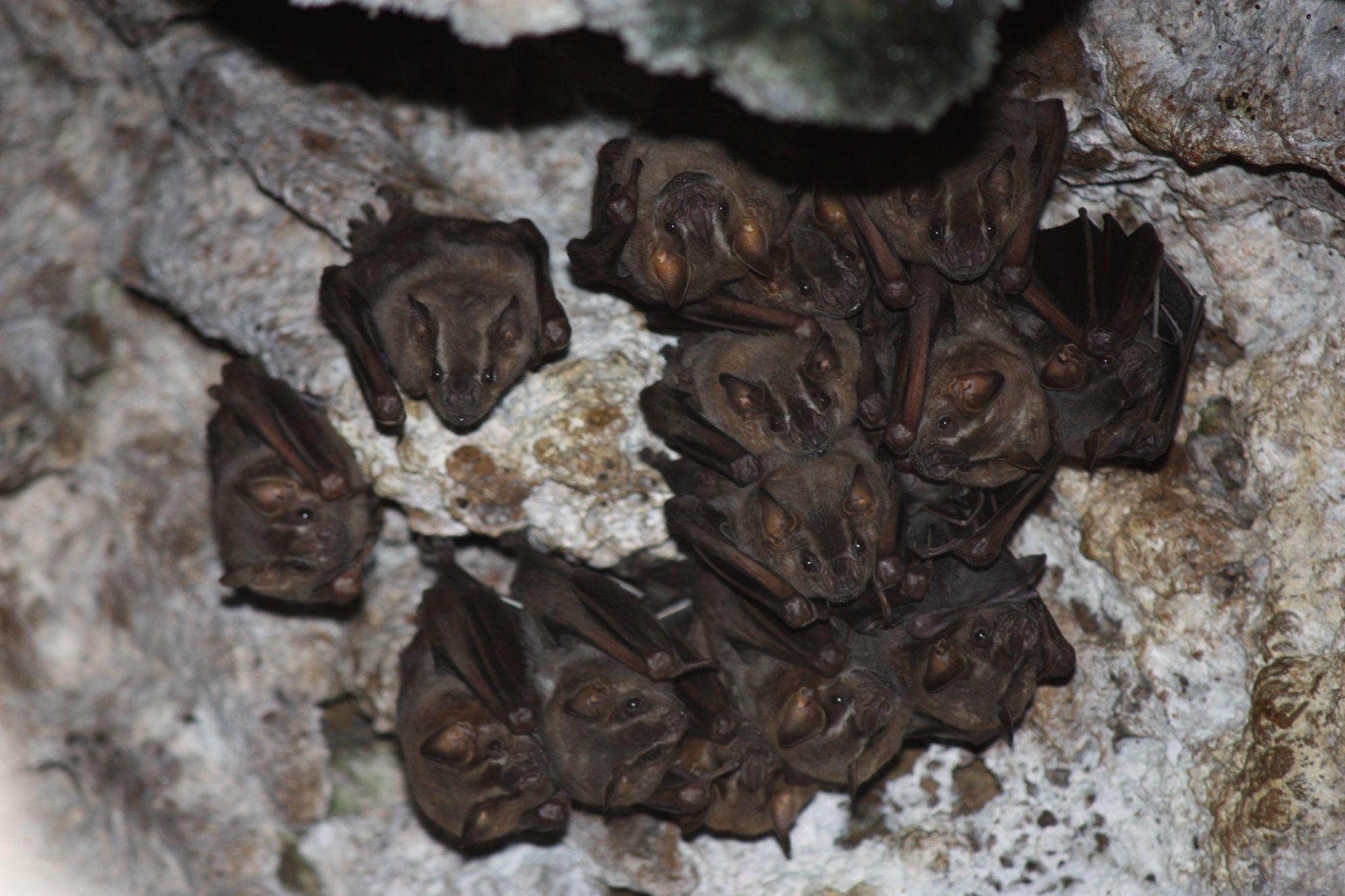Mexican Freetail Bats