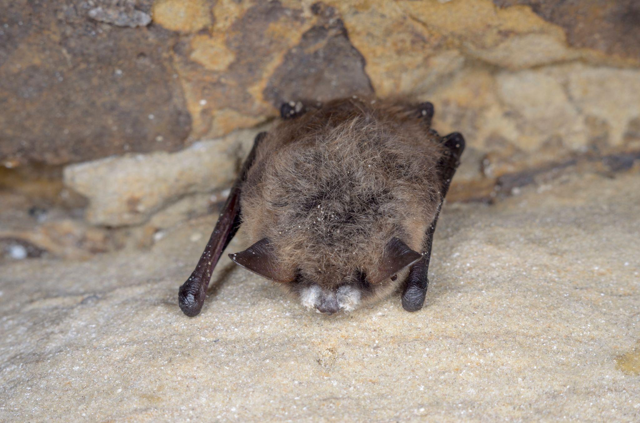 Bat with white nose syndrome