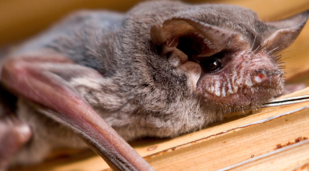 Mexican freetailed bat laying on wood