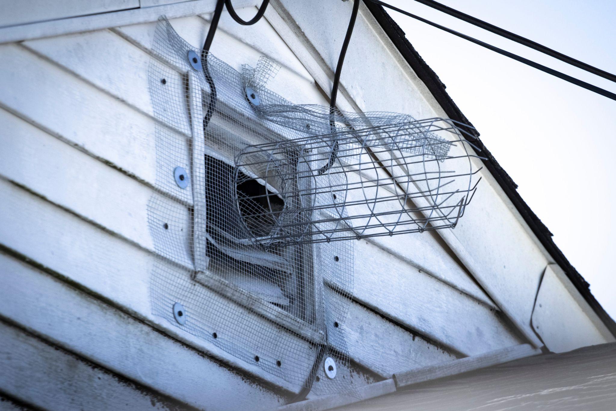 Bat exclusion device on attic wall