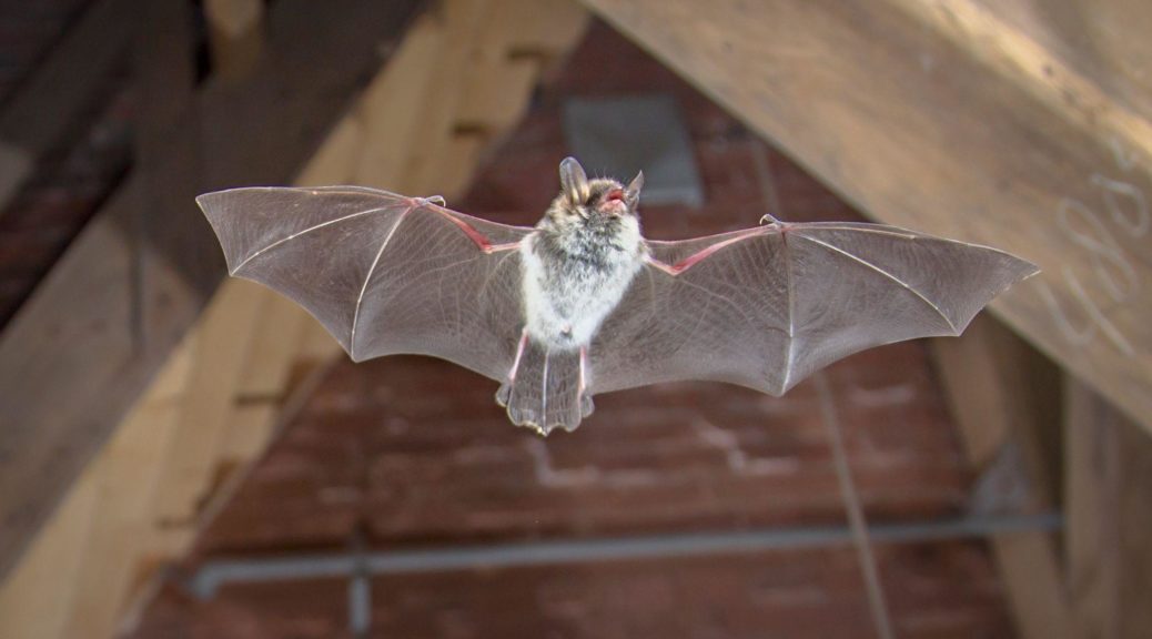 Natters bat flying inside building