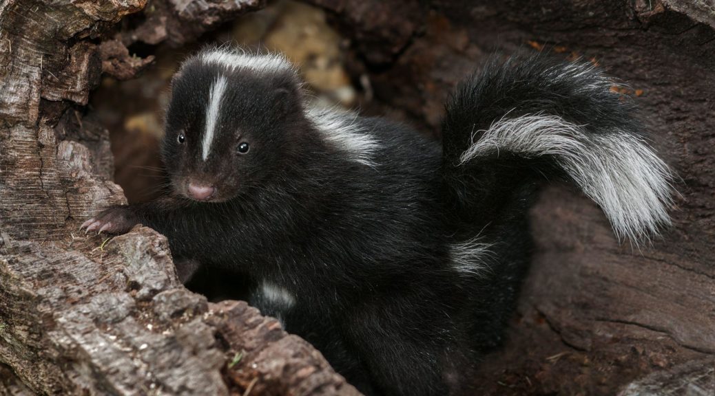Baby skunk unattended on residential property