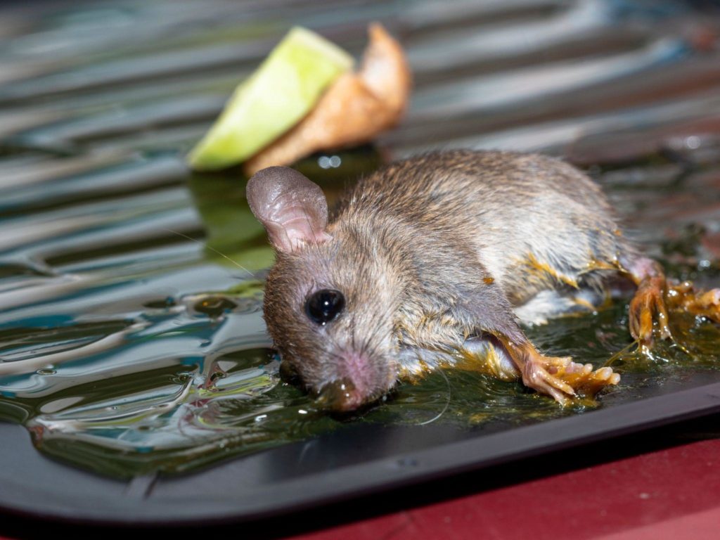 Dead mouse in DIY glue trap