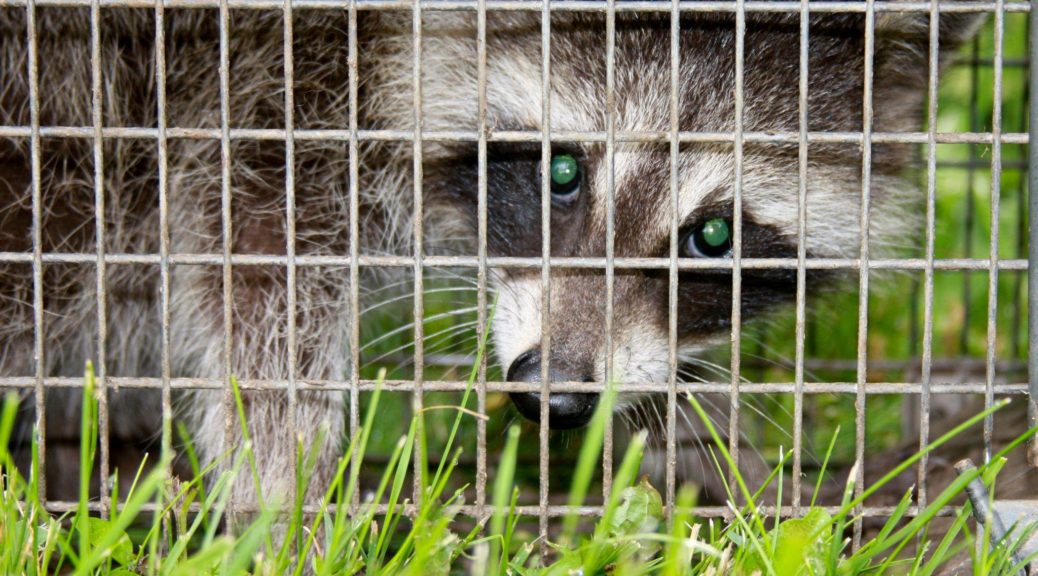 Raccoon in a cage