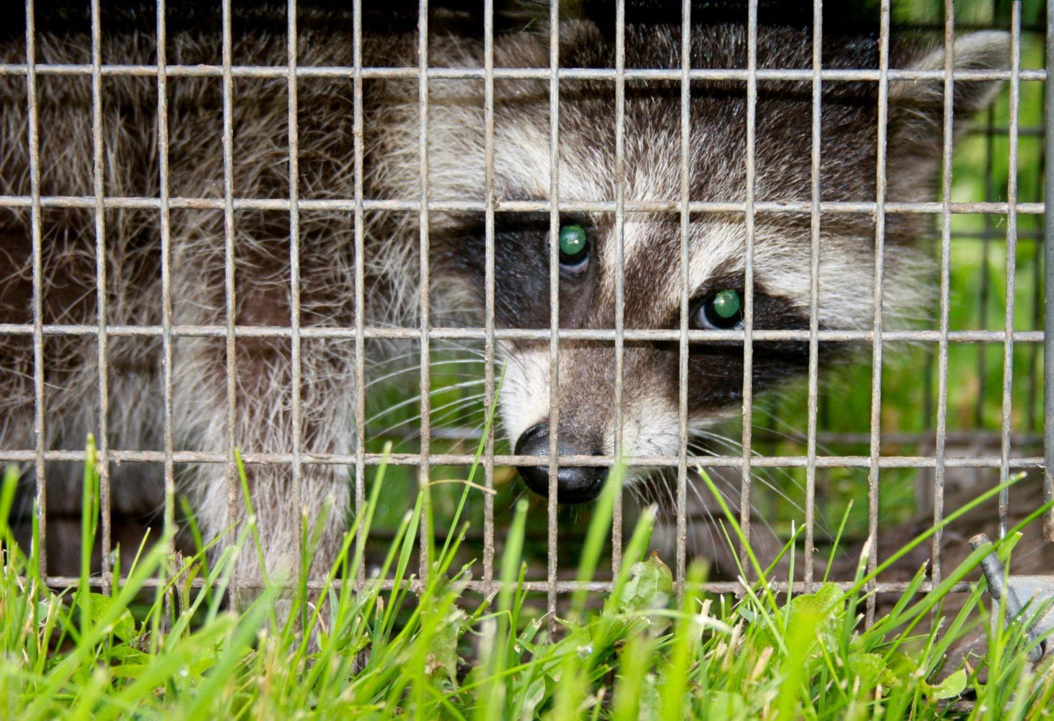 Raccoon in a cage Animal Capture Wildlife Control