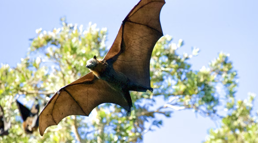 Bat flying around trees near a home