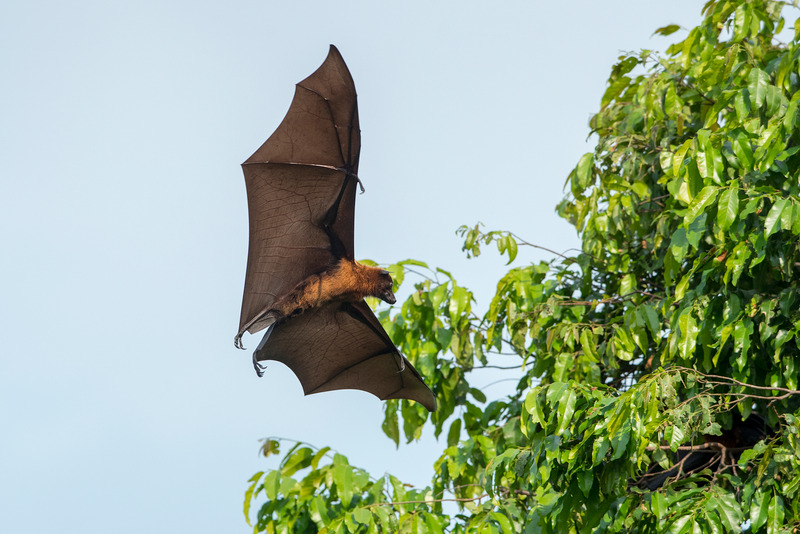 Bat flying near trees