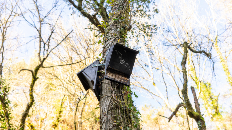 Bat house installed on residential property