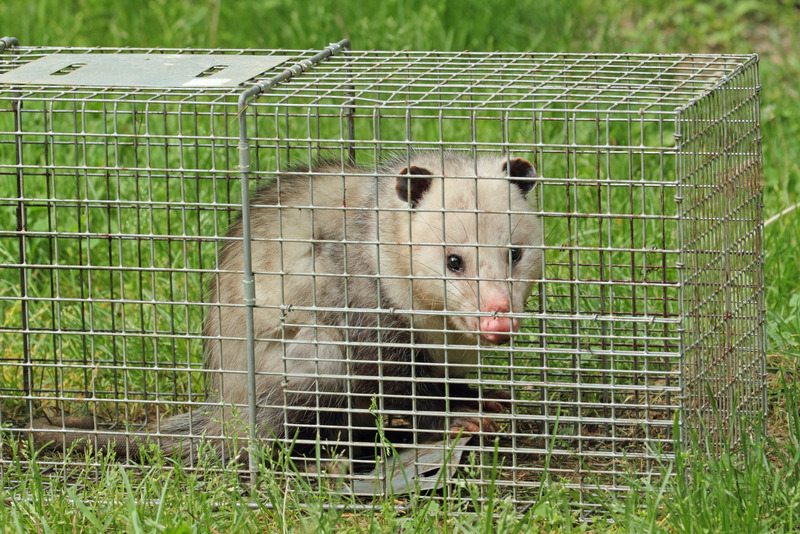 Opossum caught by Animal Capture Wildlife Control