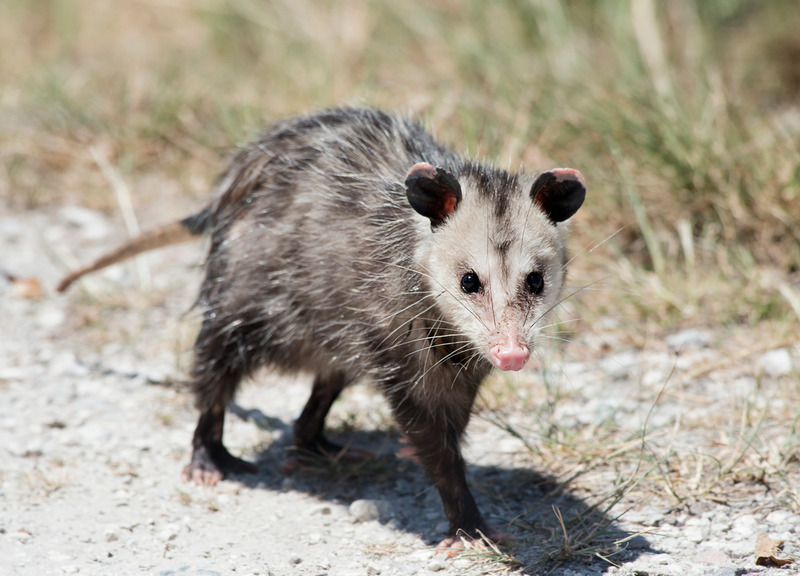 Opossum on residential property