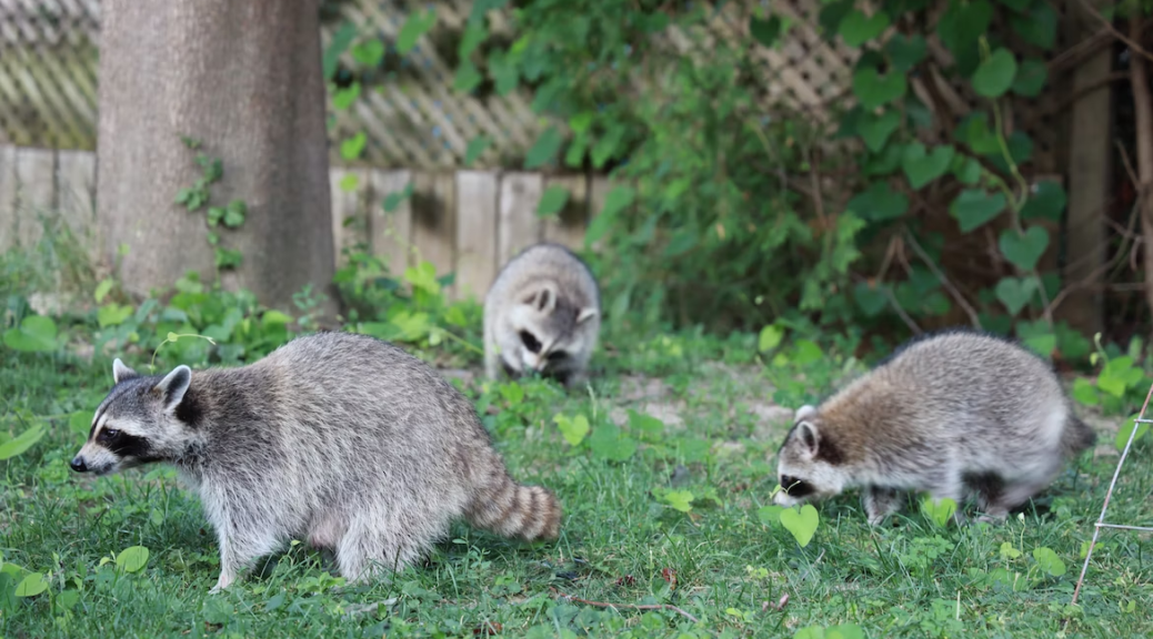 Raccoons living on a new property for sale
