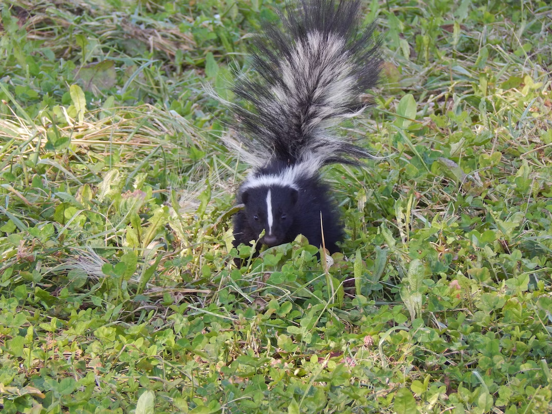 Skunk in a garden on a new property