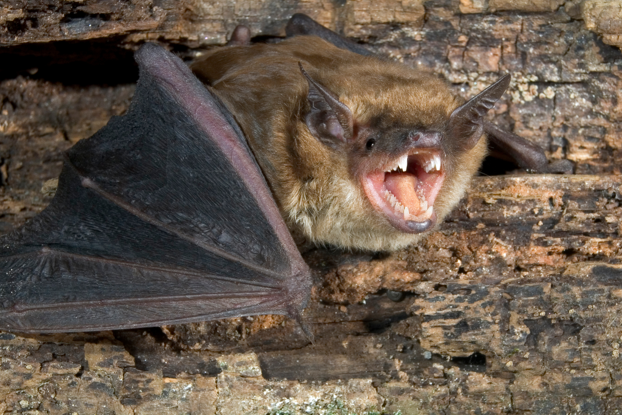 Big brown bat in a residential home