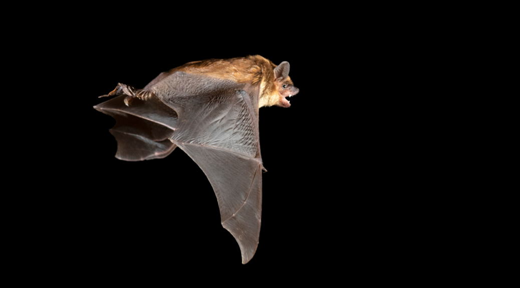 Big brown bat in flight