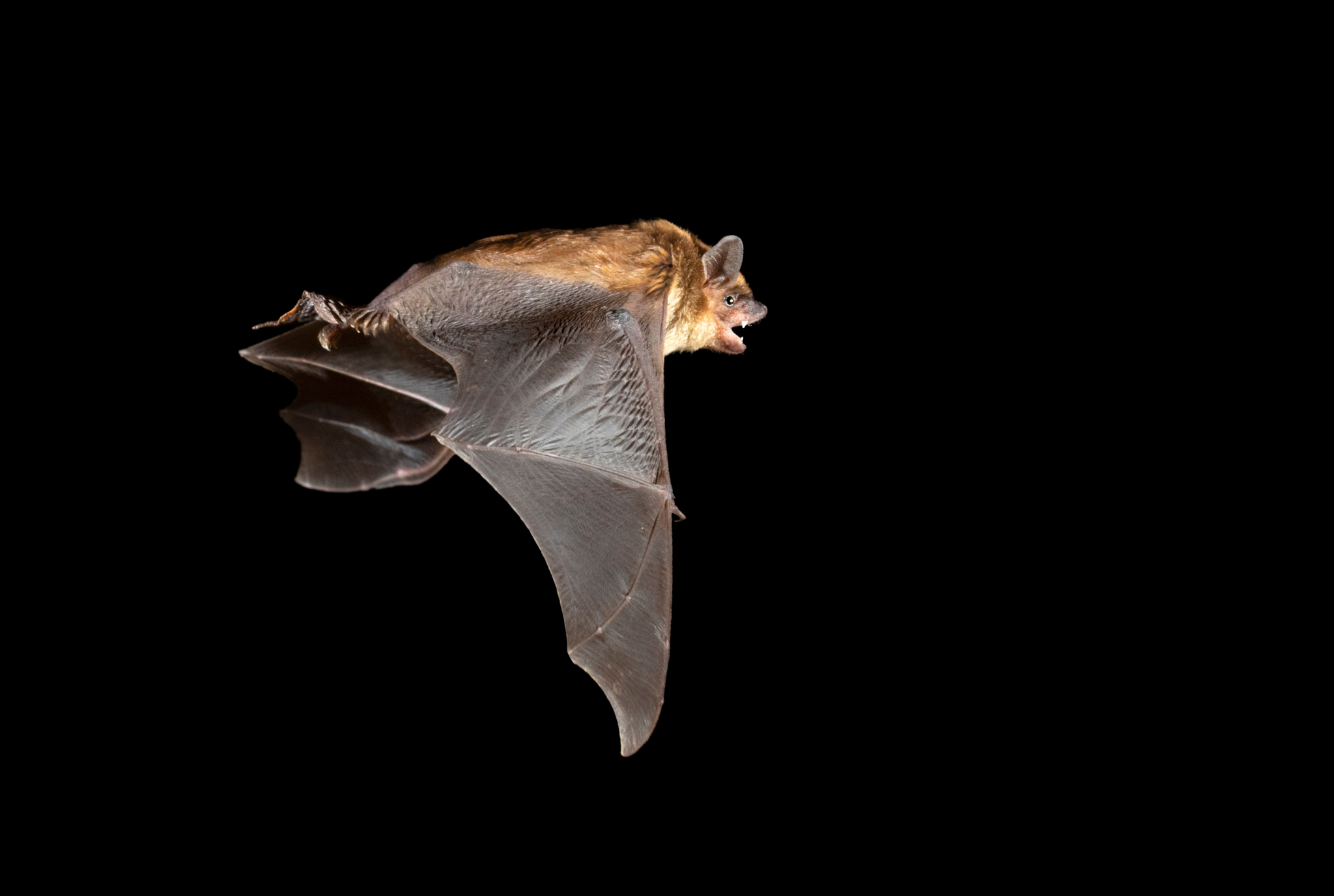 Big Brown Bats 101 Understanding Our Nocturnal Neighbors Animal