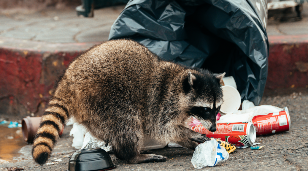 Raccoon infestation in urban Los Angeles
