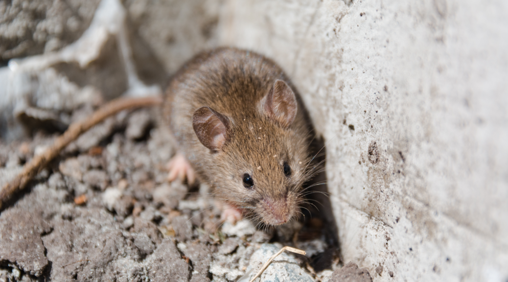 Mouse creating a nest in attic of residential home