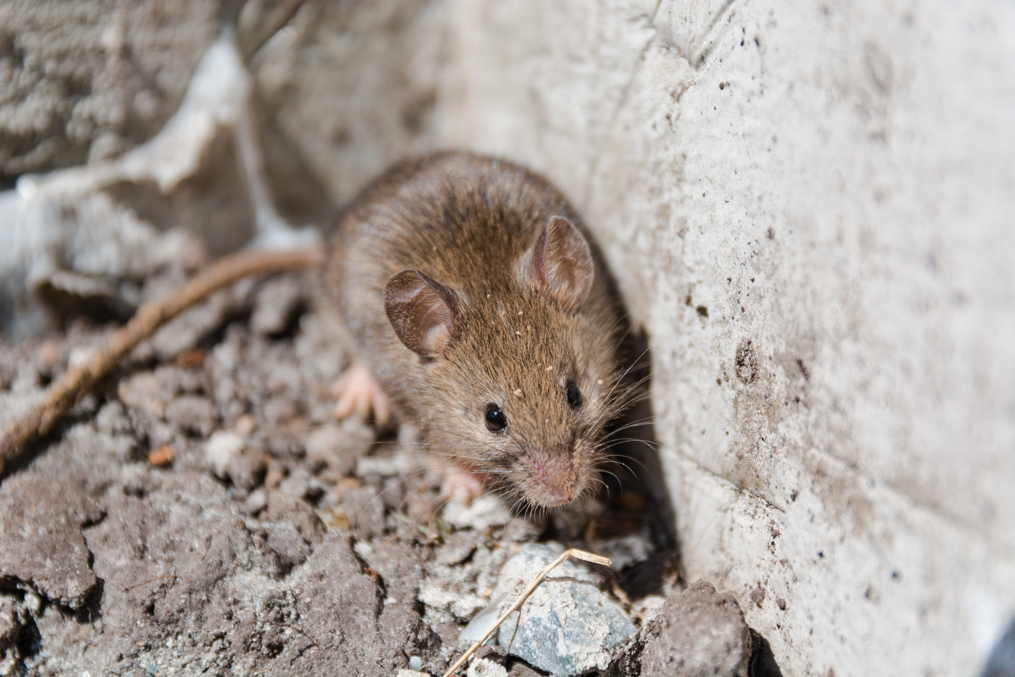 Five Smells That Can Keep Mice & Rats Away