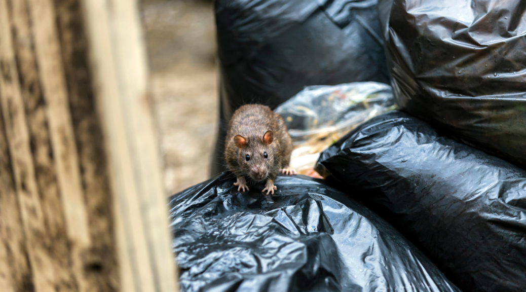 Rat infestation in garbage area