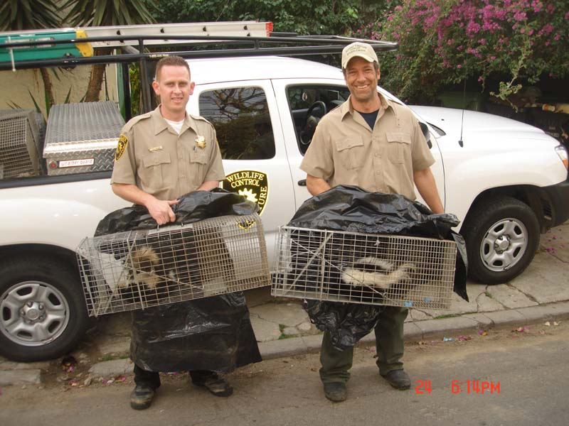 Animal Capture Wildlife Control humanely capturing skunks