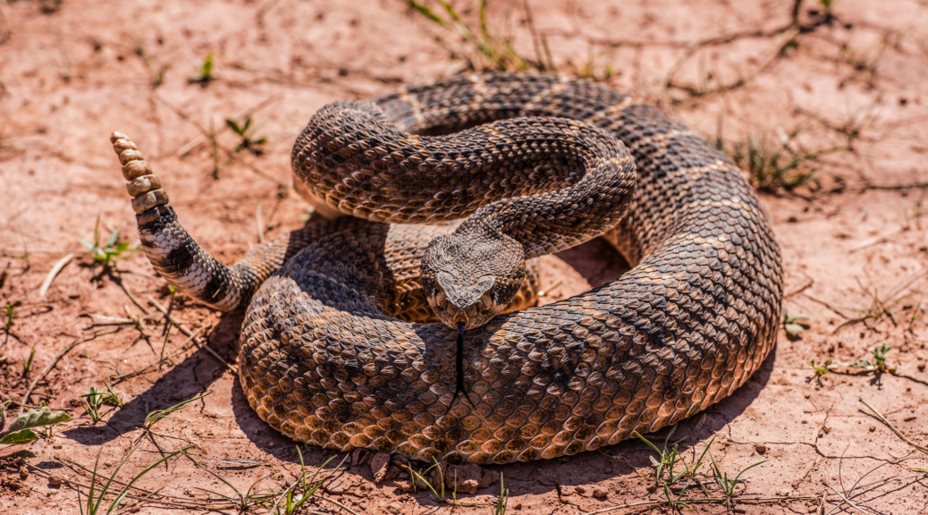 Rattlesnake infestation on a residential property