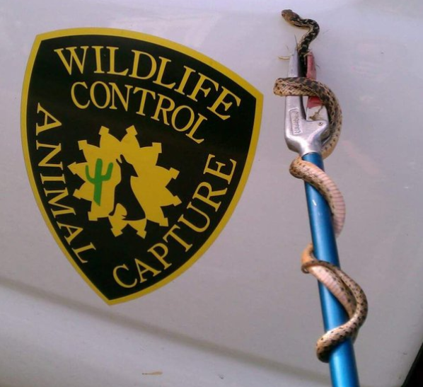 Snake caught by Animal Capture Wildlife Control