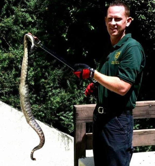 Humane and safe snake capture by Jeremy from Animal Capture Wildlife Control